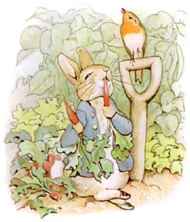 《 The Tale of Peter Rabbit》插圖。圖/取自wikimedia