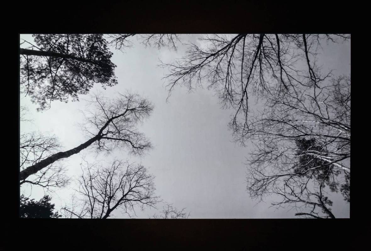 圖4：平川祐樹，《消失的樹林》，2015，影像裝置。