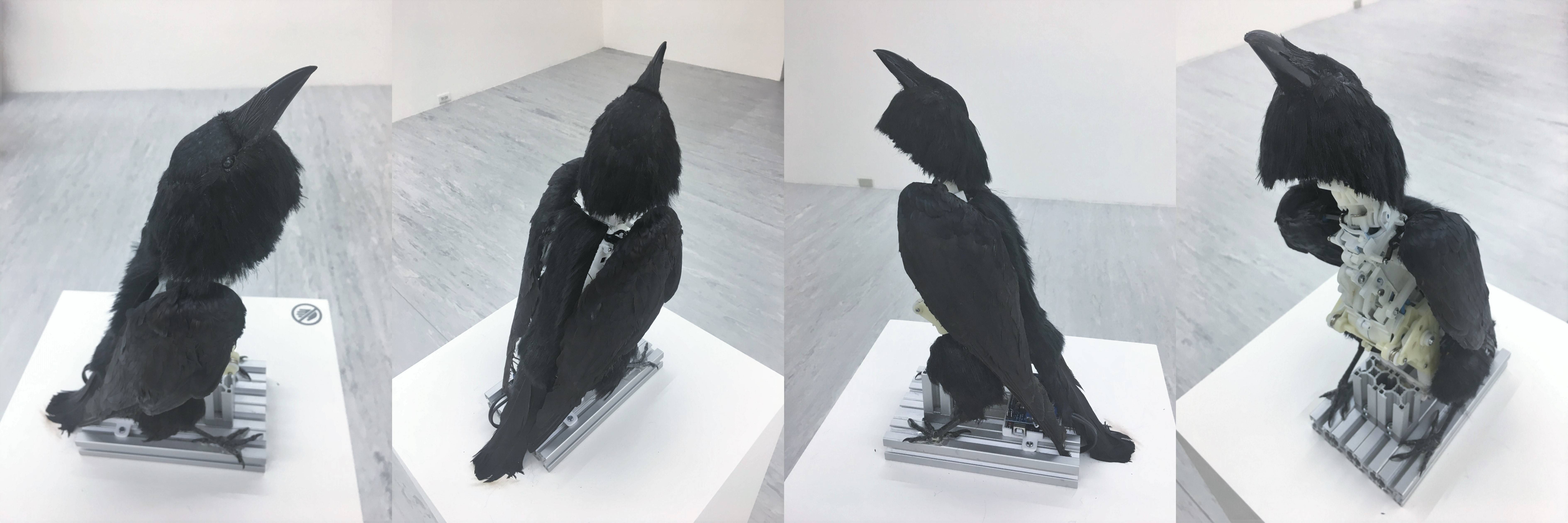 【Kosmos】張碩尹個展　張碩尹，《南冥有鳥，其名為鵬》，標本鳥、鋁、3D列印物件、電子零件，30x15x30cm，2016。