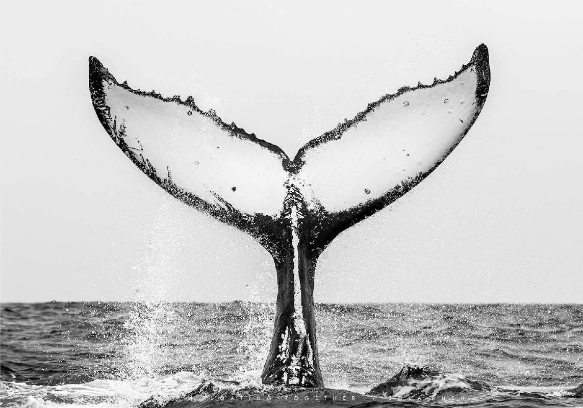 一起懸浮的片刻 / No.15 舉尾 Humpback Whale Tail Fluke / 2015