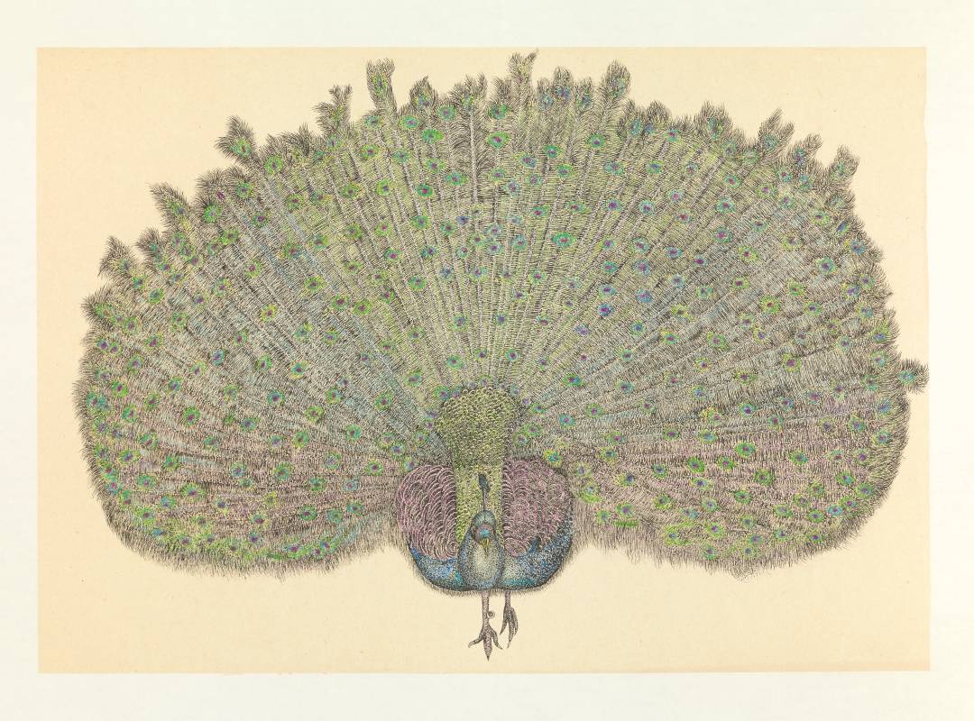 【阿彌陀佛座騎 Amitabha's Peacock Ride】｜ 59.5H x 84.5W｜紙本著色水墨 Ink and colour on paper｜2022