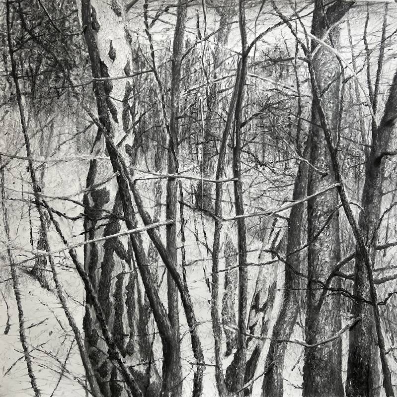 圖七	丹．馬諸卡，《樹林》2021，炭精筆、紙，117 x 117.5 cm