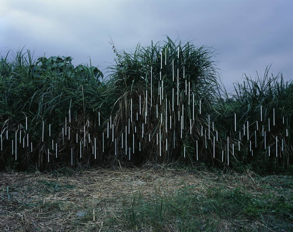 劉文瑄 Mia Liu 之間：芒草叢．鳳林 In Between_ Silvergrass．Fenglin, 2019 彩色攝影．鋁板裝裱 Colour photograph on dibond, 148x186.5 cm (4_6+2AP)。圖 / 大未來林舍畫廊提供