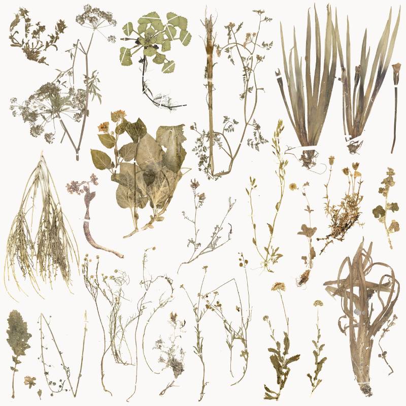 Extinct flowers in Spain