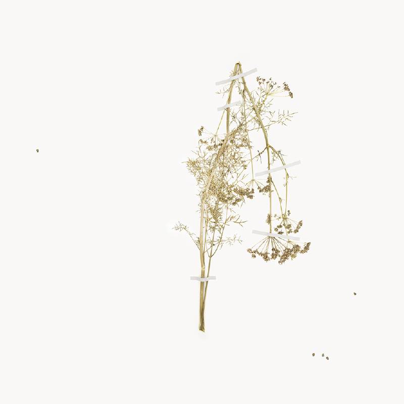 Silphium- The extinct plant of love
