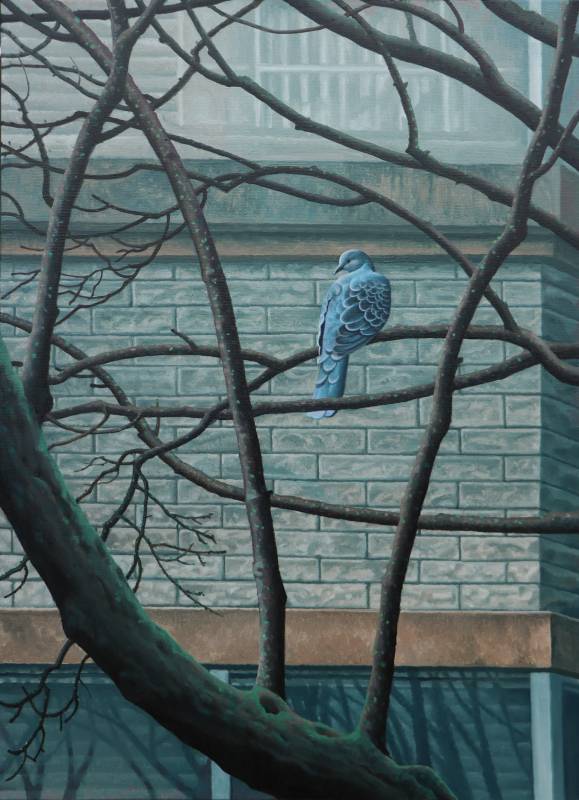 孫培懋_斑鳩在樹上沈思_油彩_72.5x53cm_2024