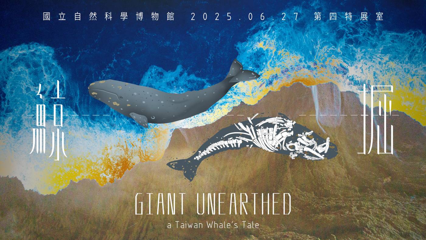 國立自然科學博物館：【《鯨掘》揭開臺灣鯨豚的萬年記憶】一窺清修中的巨大鬚鯨化石- 非池中藝術網