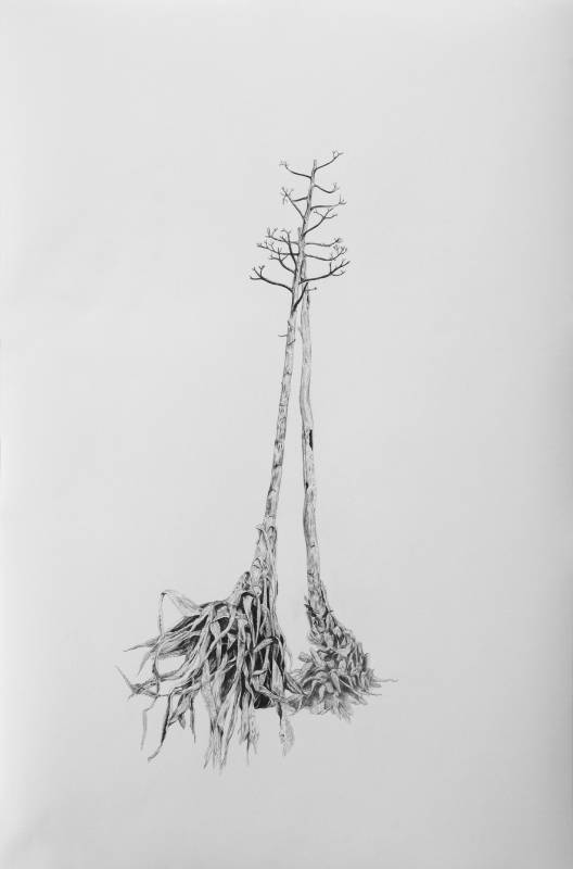 劉芸怡作品〈一座邊界島嶼的防禦圖鑑III〉