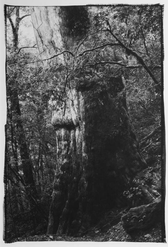 吳文波作品〈Tree Elves 01〉