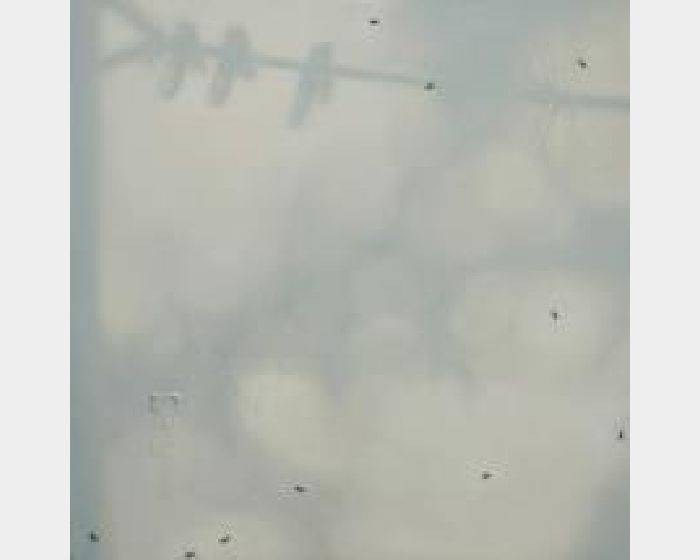 There- no.29　The shade and the ants