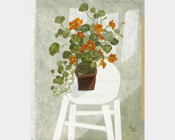 晨曦-金蓮草     Morning light- Creeping Herb