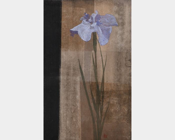 綻放～肥後鳶尾花～