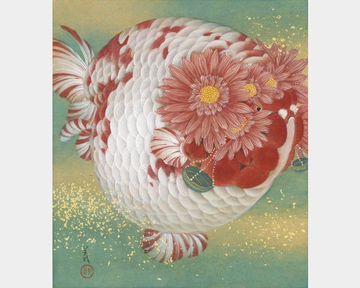 天秤星  非洲菊