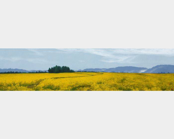 油菜花田