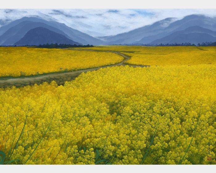  油菜花田