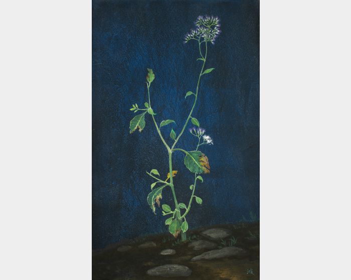 一枝香 A Single Blossom