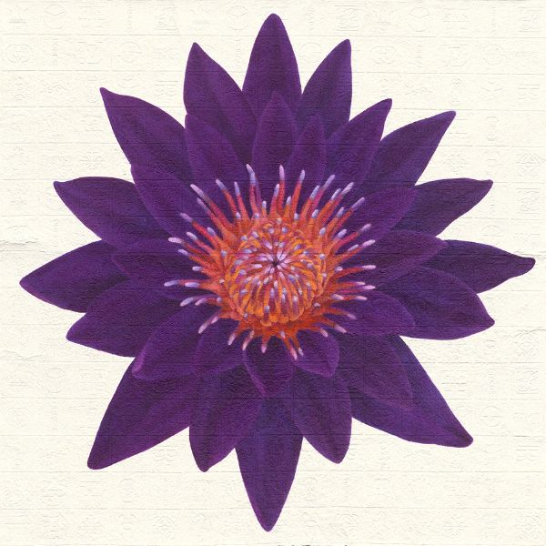 李君毅-心花：紫蓮花