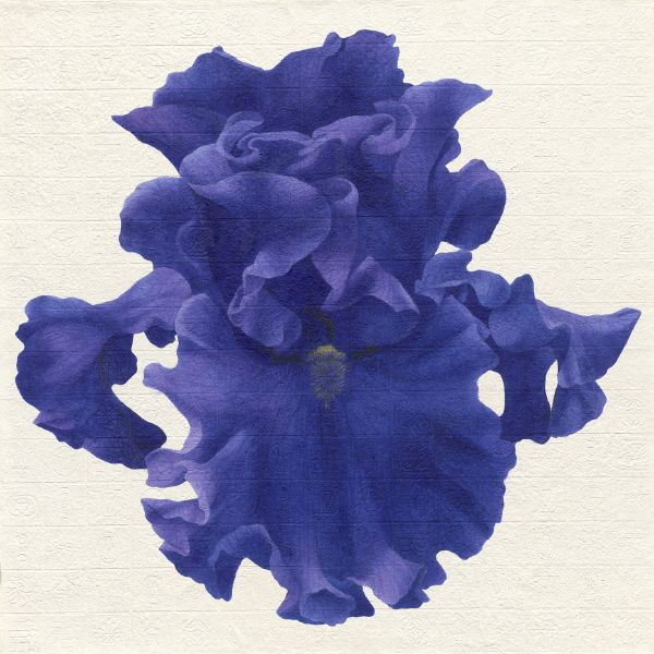 李君毅-心花：鳶尾花