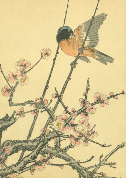 佐垣慶多-紅梅與鶲 Red Plum Blossom and Muscicapidae