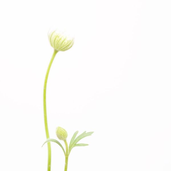 近藤悟-風輪花 Pincushion flower 1