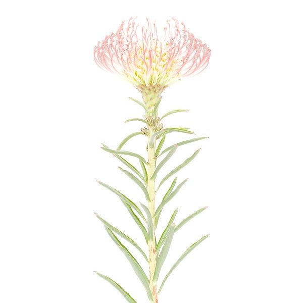 近藤悟-風輪花 Pincushion Flower 2