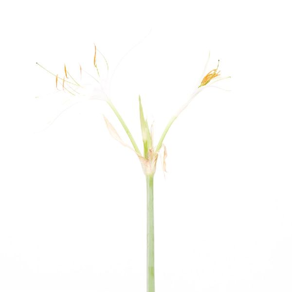 近藤悟-蜘蛛百合 Spider Lily