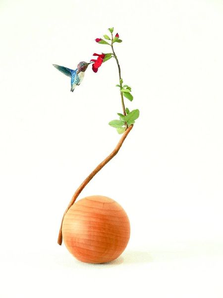 門永哲郎-世界上最小的豆蜂鳥和櫻桃鼠尾草 World's Smallest Bean Hummingbird and Cherry Sage