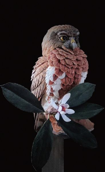 門永哲郎-褐鷹鴞 Brown Hawk Owl