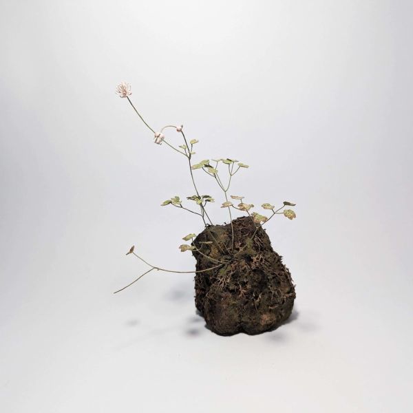 賴維政-野生植物像─傅氏唐松草 Wildflower Sculptures-Thalictrum Urbainii