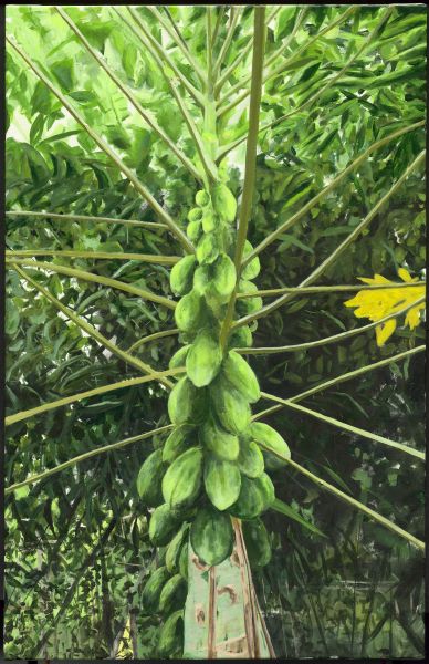 James Hugh Gough-Papaya Tree
