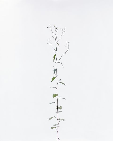 埃里克．普瓦特凡 -無題 UntitledX