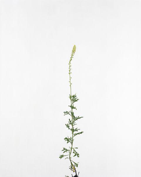 埃里克．普瓦特凡 -無題 Untitled