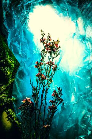 Arter Hsu-冰洞裡的花