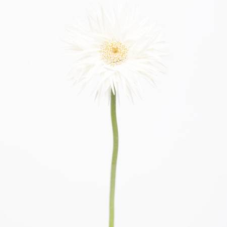 多納藝術-非洲菊 Transvaal Daisy