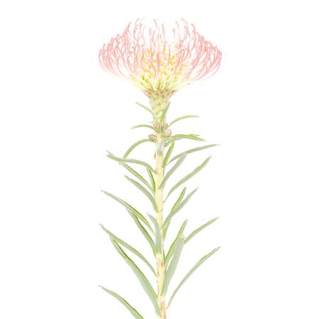 多納藝術-風輪花 2 Pincushion Flower 2