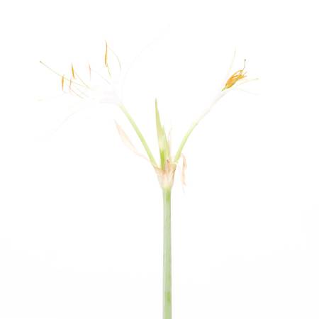 多納藝術-蜘蛛百合 Spider Lily