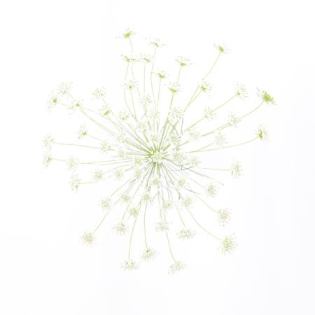 多納藝術-蕾絲花 (一) Lace flower 1
