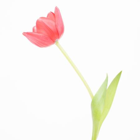 多納藝術-鬱金香 Tulip
