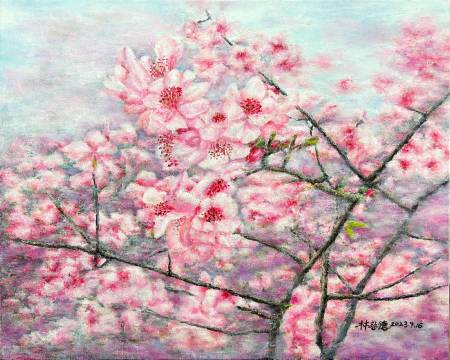 林容德-櫻花綻放 Cherry blossoms bloom 