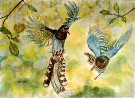 陶若蘭-台灣藍鵲 Taiwan blue magpie