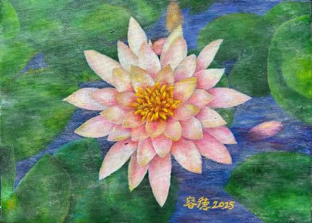 林容德-粉白睡蓮Pink and white water lotus
