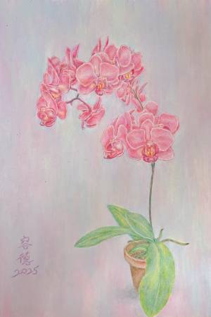 林容德-蝴蝶蘭靜物畫Orchid Still Life