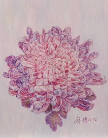 林容德-粉紫色牡丹菊 Pink and purple peony chrysanthemum
