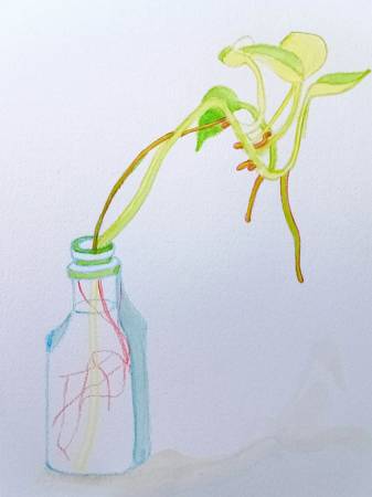 沈英英-瓶中黃金葛