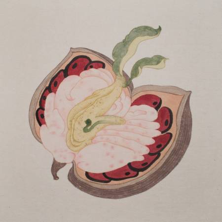 陳姿妤-肉果核莢 / Fleshy Fruit Pod