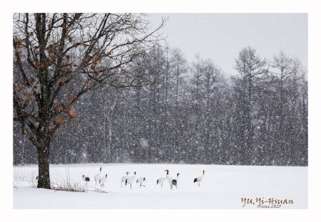 余奕萱-踏雪而來