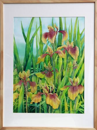 葛拉娜-Yellow Irises 