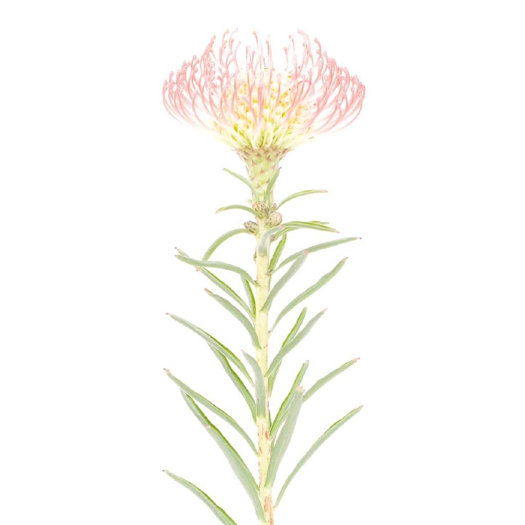多納藝術-風輪花 2 Pincushion Flower 2