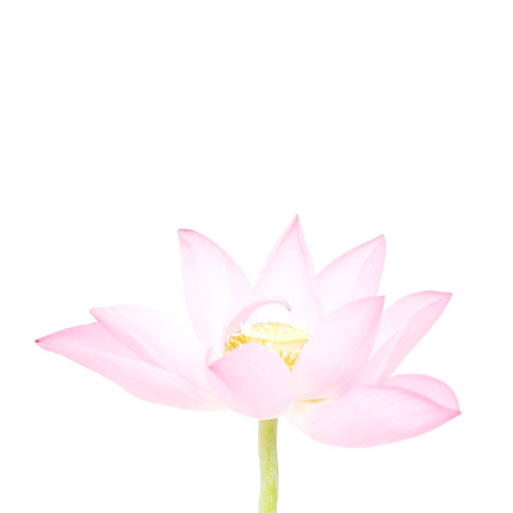多納藝術-荷花 (一) Lotus 1