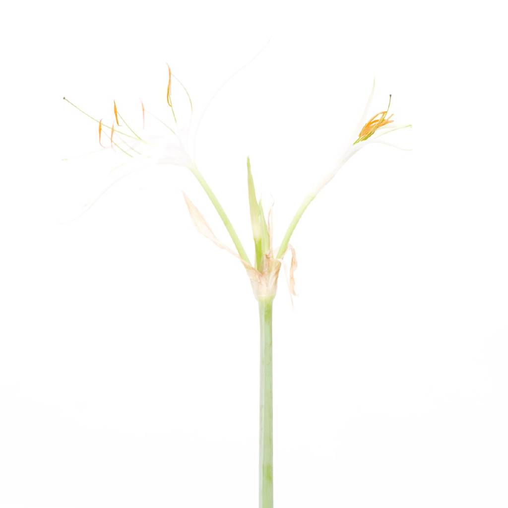 多納藝術-蜘蛛百合 Spider Lily